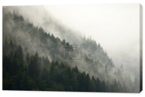 Las mgła