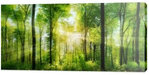 Lesie panorama z promienie słoneczne