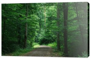 ścieżka w zielony ciemny Las w Würzburg, Niemcy