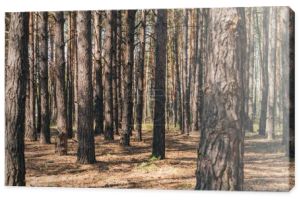 selektywne skupienie pni drzew w letnich lasach 
