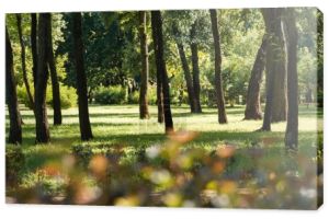 Selektywny fokus drzew z zielonych liści w zacisznym parku