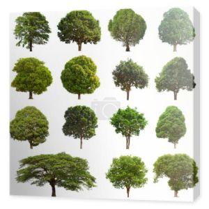 izolowane drzewo zielony zestaw znajduje się na białym tle.Collection izolowane drzewo zielone na białym tle Tropikalne drzewo