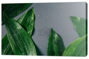 płaskie lay z ułożonych liści zielony z kropli wody na szarym tle