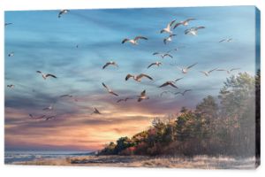Ptaki nad bałtycką plażą o zachodzie słońca