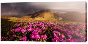 Oszałamiająca dolina górska podczas wschodu słońca z zachmurzonym niebem pod nasłonecznionym. Piękny krajobraz przyrody z różowymi kwiatami rododendronów w okresie wiosennym. Naturalne tło. Pocztówka. Karpaty