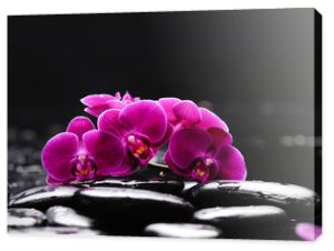 Oddział orchidei z kamieniami terapeutycznymi