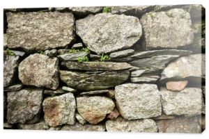 zbliżenie, kamienne ściany i zielonych roślin rosnących przez kamienie w indyjskich Himalajach, Dharamsala, Baksu 