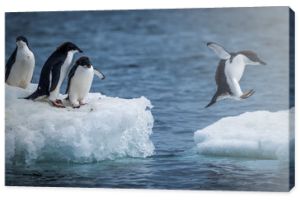 Adelie penguin jumping between two ice floes
