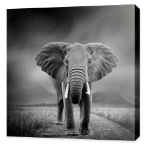 Czarno-biały obraz słonia