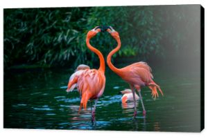 Dwa karaibskie flamingi w walce