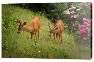 Dwa młode samce jelenia czarnoogoniastego na zielonej trawie on