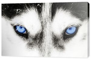 Zbliżenie niebieskich oczu psa husky