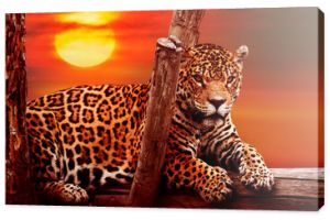 Jaguar siedzący na drzewie, zachód słońca