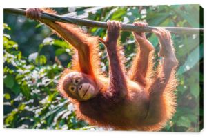 A juvenile Bornean Orangutan at a rehabilitation area in the rainforest of eastern Sabah