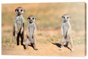 dzieci meerkat