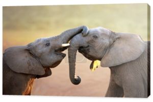 Słonie dotykając się wzajemnie delikatnie (pozdrowienia)