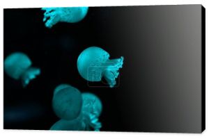 Selektywne skupienie meduz w niebieskim świetle neonowym na czarnym tle