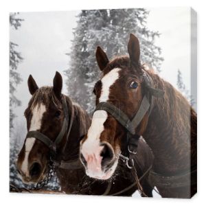 konie z uprzężą w śnieżnych górach z sosnami