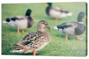 Domowych kaczek na zielonej trawie