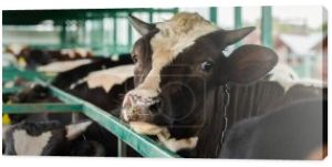 koncepcja pozioma krowy plamistej w stadzie w pobliżu ogrodzenia obory, ostrość selektywna
