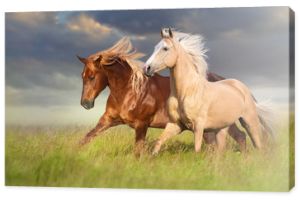 Czerwony i palomino koń z długą blond grzywą w ruchu na polu