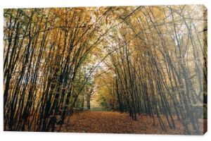 Szlak z golden opadłych liści w lesie jesienią 