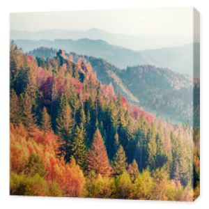 Kolorowa jesienna scena Karpat. Imponujący widok rano Sokilsky ridge, Ukraina, Europa. Piękno natury koncepcja tło. Stonowany filtr Instagrama. Efekt Ortona.