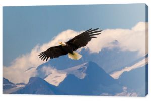 Bielik latający i szybujący powoli i majestatycznie na niebie nad wysokimi górami. Pojęcie dzikiej przyrody i czystej natury.