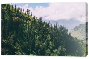 piękne drzewa rosnące w malownicze góry, indyjskich Himalajach, przełęcz Rohtang La.  