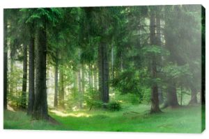 Naturalny las świerkowy, promienie słoneczne przez mgłę tworzą mistyczną atmosferę