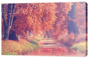 Jesień w parku - kolorowe liście