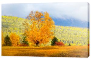 Samotna jesienna brzoza na łące na wzgórzu z kolorowymi górskimi kolorami w tle, Montana