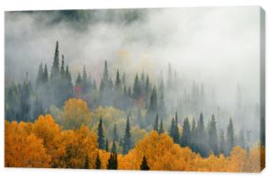 Jesień. Mgła w lesie.