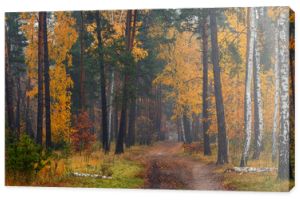 Las. Jesienne pomalowane liście o magicznych kolorach. Piękno. Lekka mgła nadaje krajobrazowi tajemnicę.