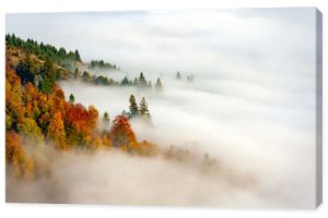 Jesienny las na zboczu góry z mgłą