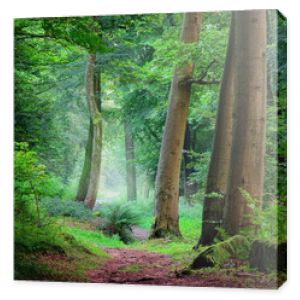 Spokojna sceneria w zielonym lesie, krajobraz nakręcony delikatnym chłodnym światłem wpadającym przez mgłę, ze ścieżką prowadzącą przez drzewa