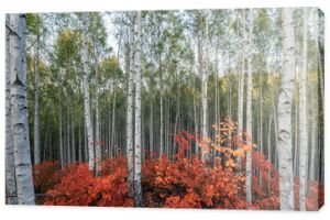 Brzozy z czerwonymi liśćmi sadzą jesienią w lesie Inje