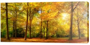 Wspaniałe panoramy jesień słoneczny lasu