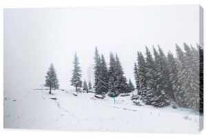 sosny las pokryte śniegiem na wzgórzu z białym niebem na tle