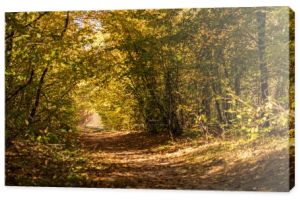 malowniczy jesienny las ze złotymi liśćmi i ścieżką w słońcu