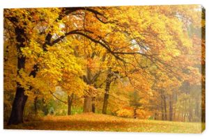 Jesień / złoto drzew w parku