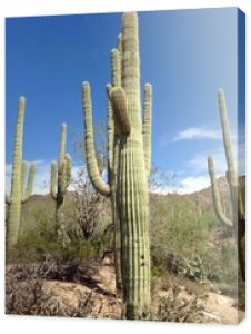 pustynny kaktus
