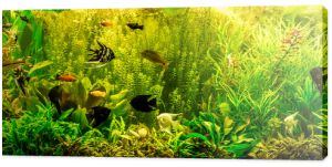 Tropikalne akwarium słodkowodne z rybami