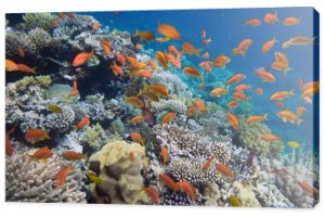 Tropikalna ryba na rafie koralowej