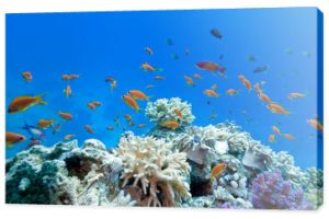 rafa koralowa z egzotycznymi rybami anthias w tropikalnym morzu