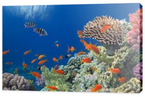 Tropikalna ryba na rafie koralowej w Morzu Czerwonym