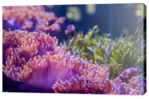 koral w głębokim błękitnym morzu