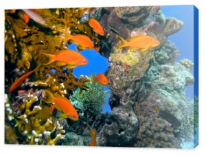 Ławica ryb anhthias na rafie koralowej