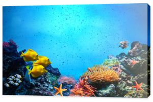 Scena podwodna. Rafa koralowa, grupy ryb w czystej wodzie oceanu