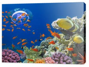 Koral i ryby w Morzu Czerwonym. Egipt